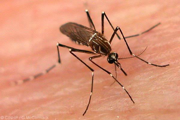 imagem Dom Anuar faz apelo contra a dengue